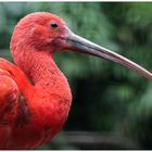 großer roter Vogel mit langem Schnabel