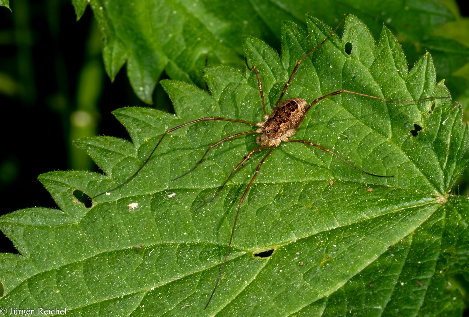 Großer Sattelkanker(Odiellus spinosus) 