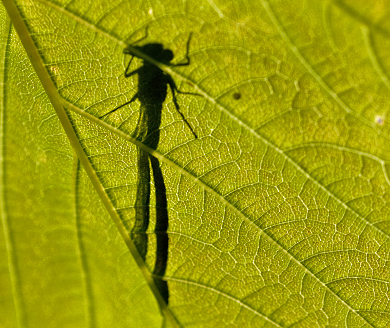 Großer Schatten...