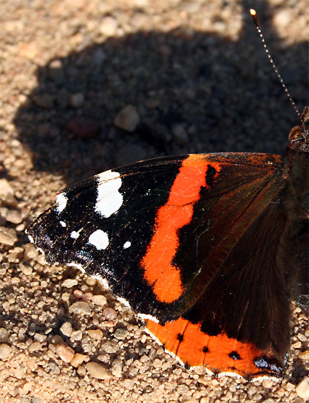 großer Schatten für kleinen Schmetterling