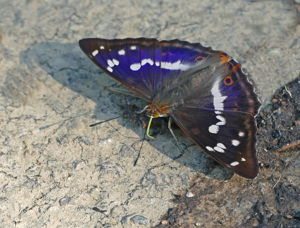 Großer Schillerfalter.