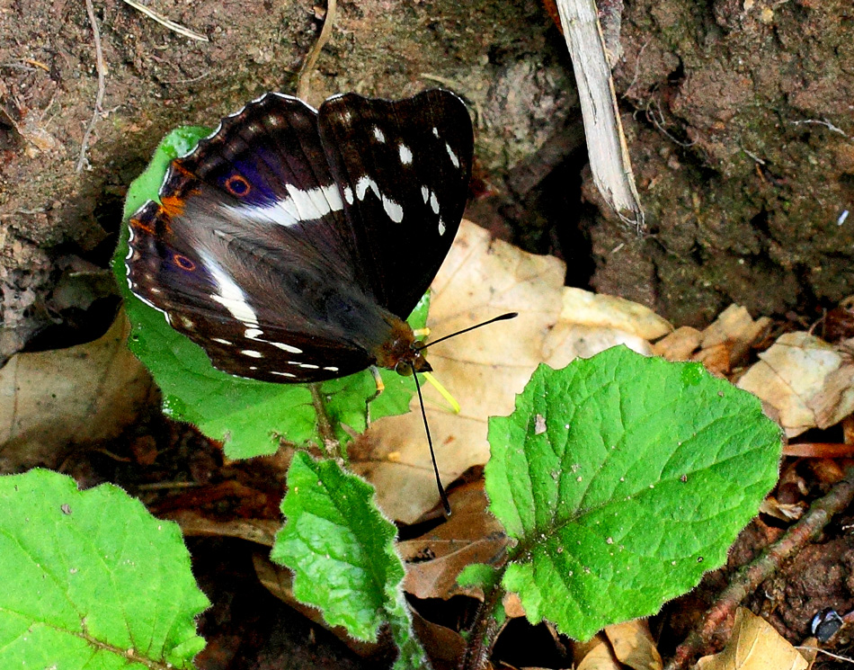 Großer Schillerfalter