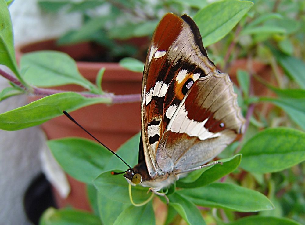 Großer Schillerfalter