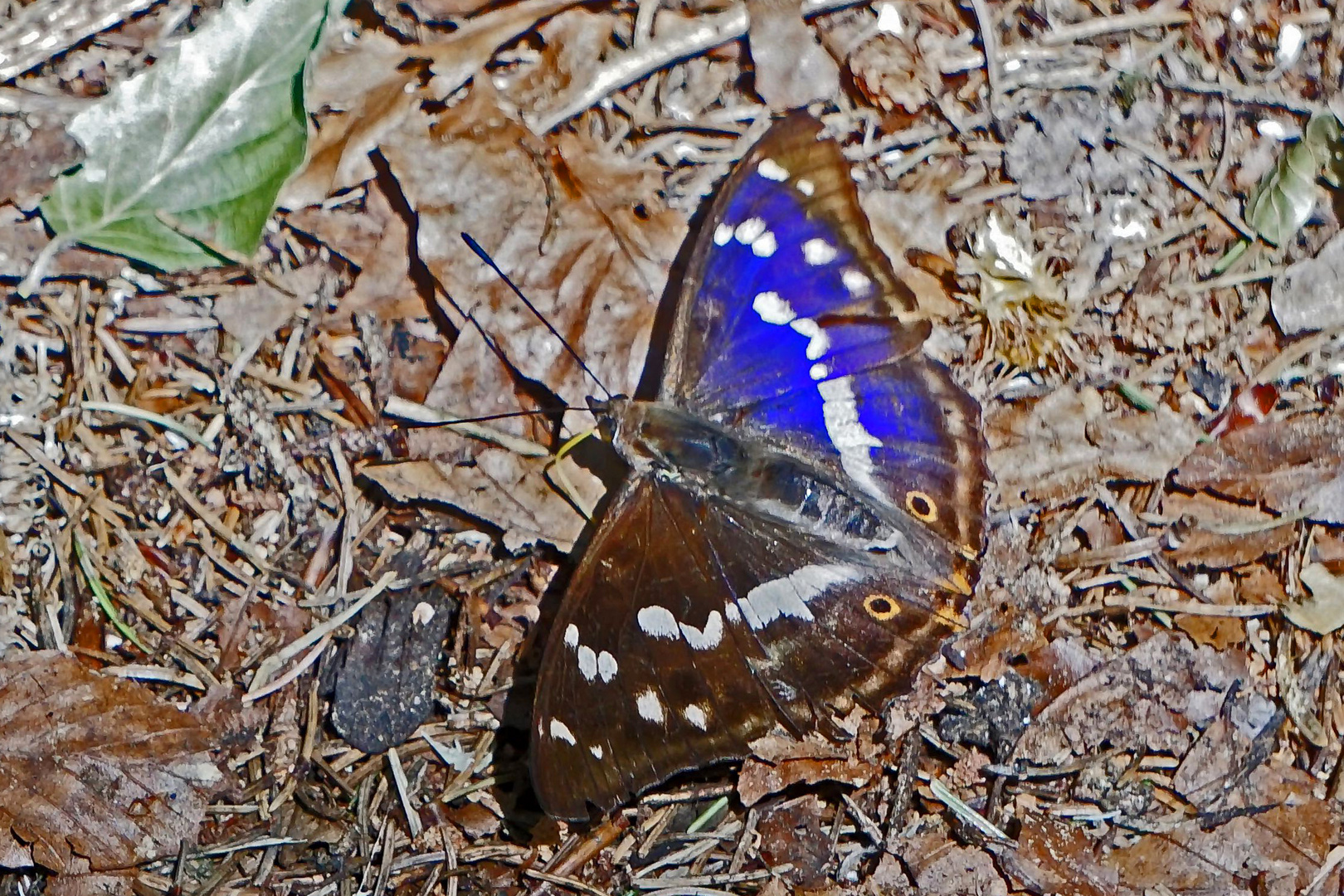 Großer Schillerfalter