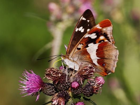 Großer Schillerfalter