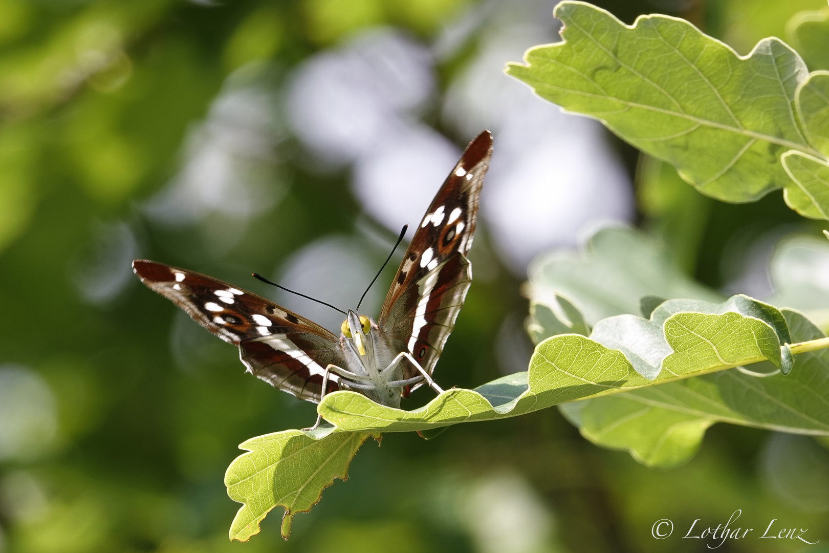 Grosser Schillerfalter