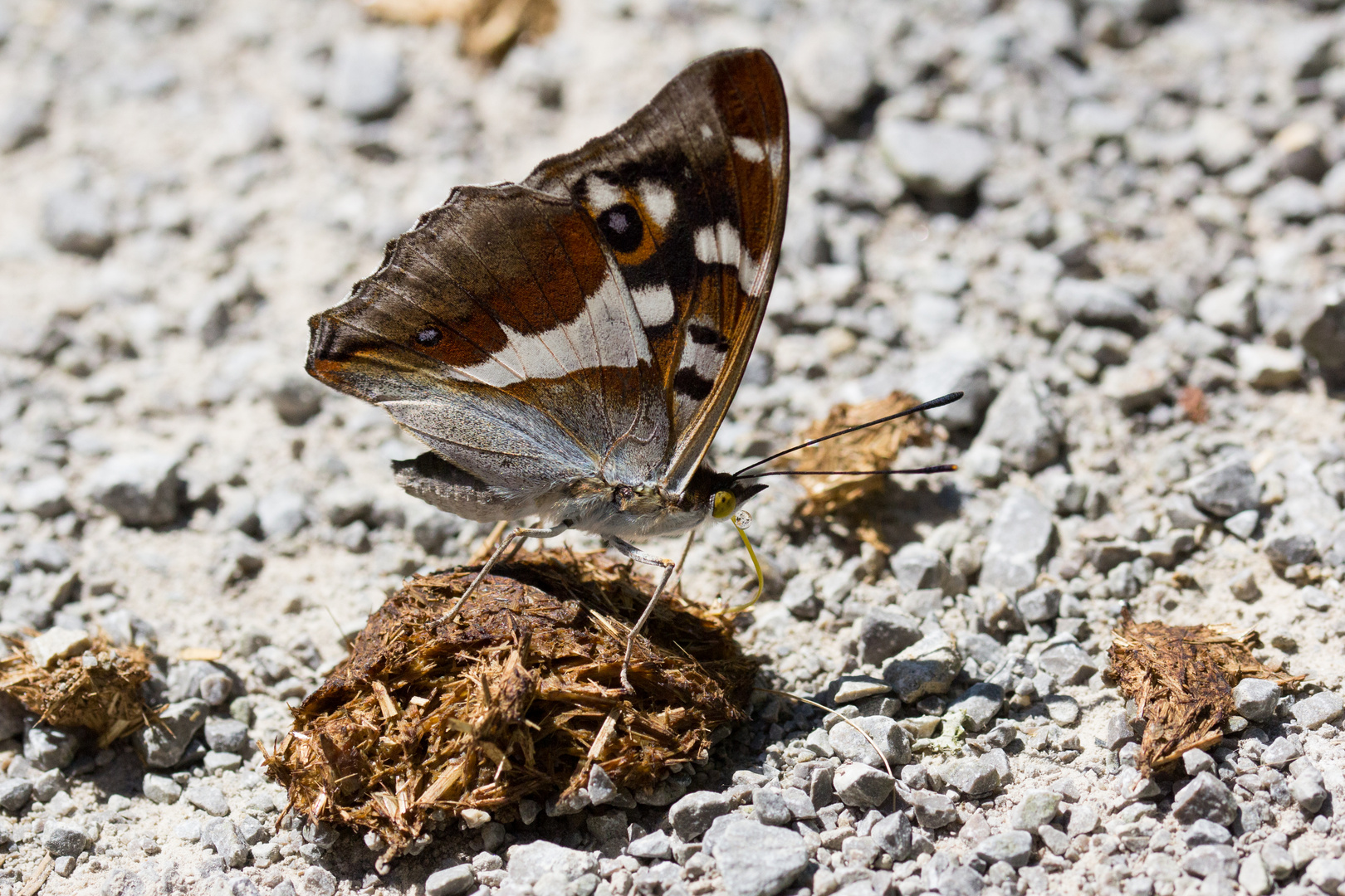 Großer Schillerfalter