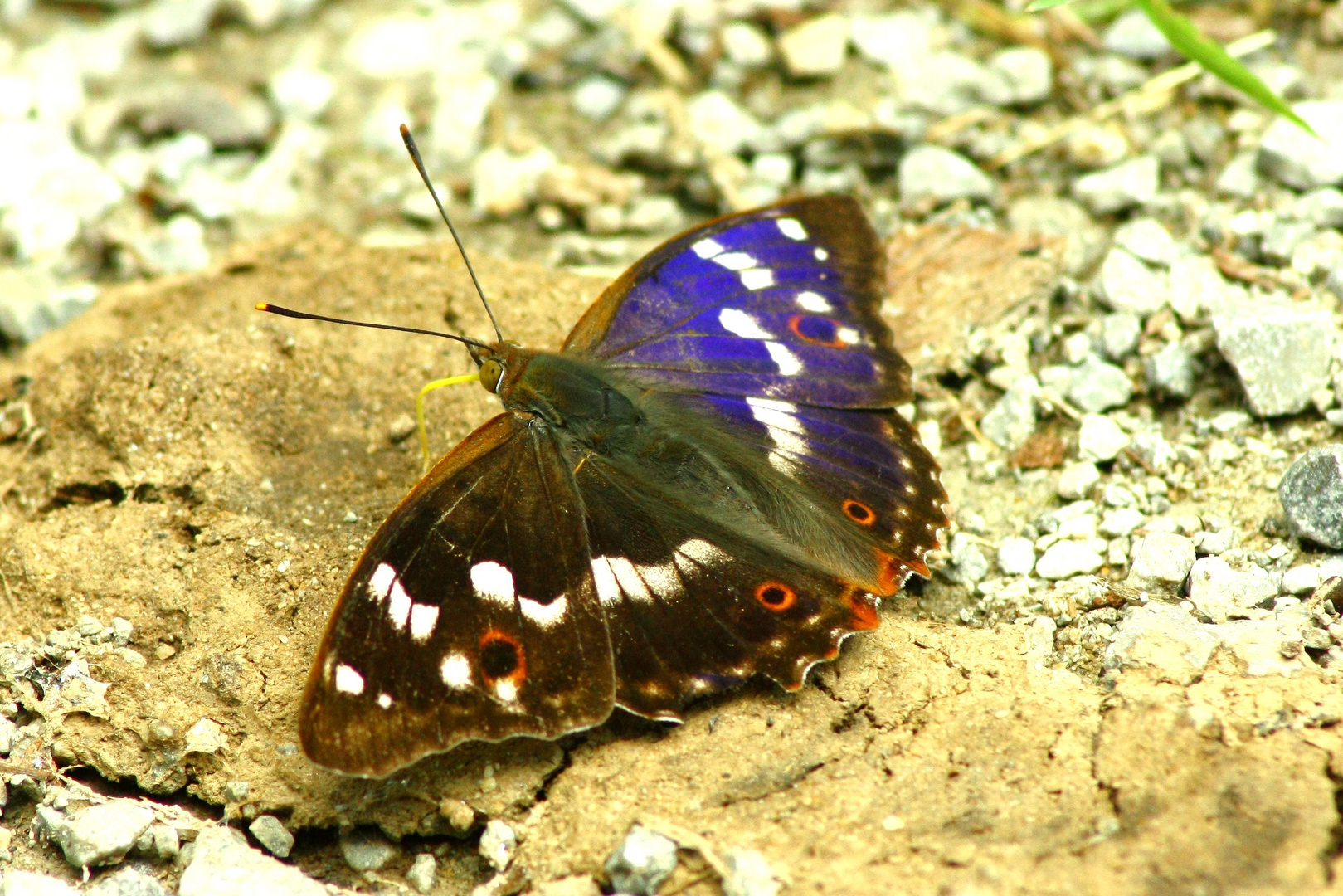 Großer Schillerfalter