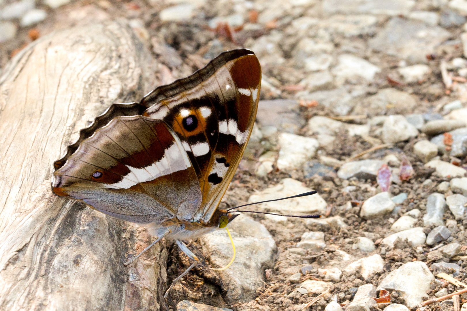 Großer Schillerfalter