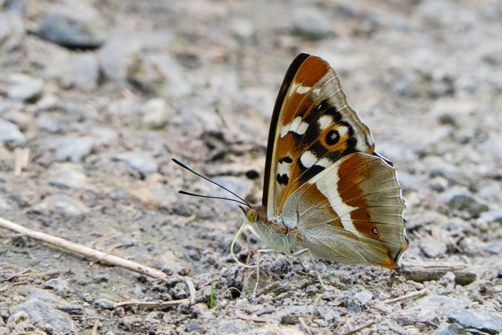 Großer Schillerfalter