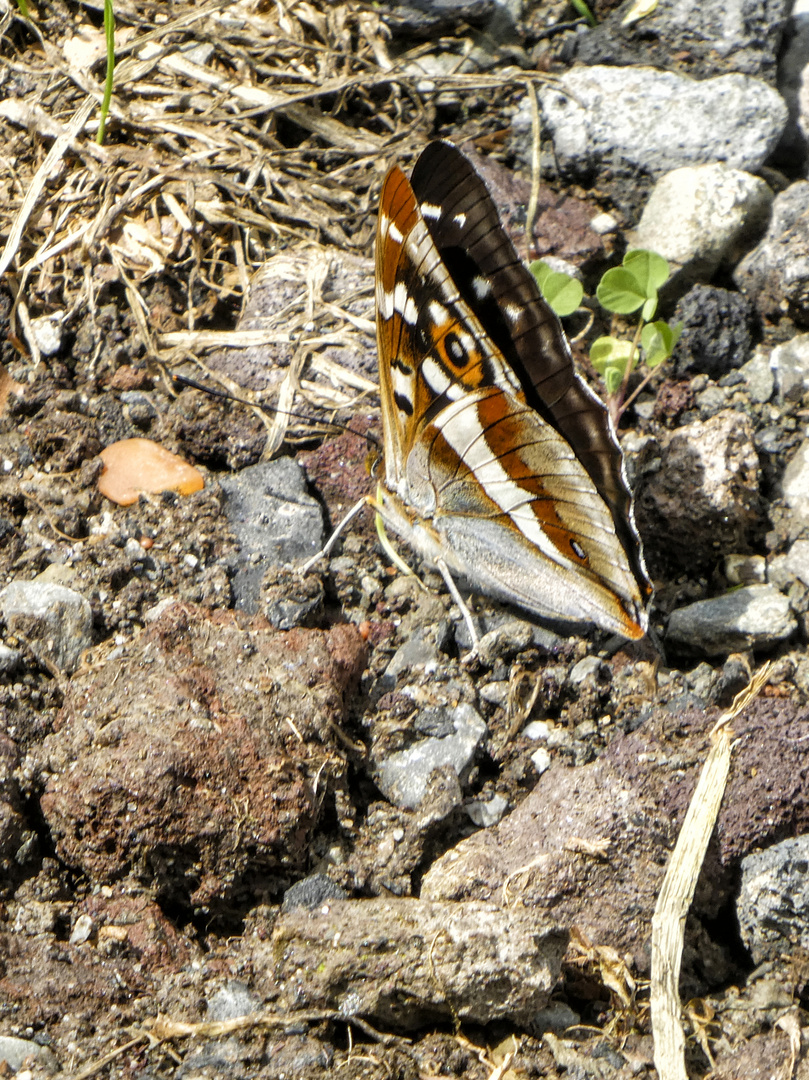 GROSSER SCHILLERFALTER