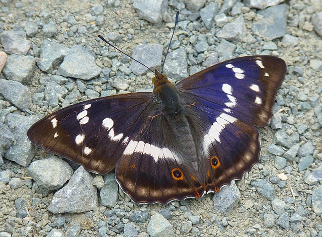 Großer Schillerfalter