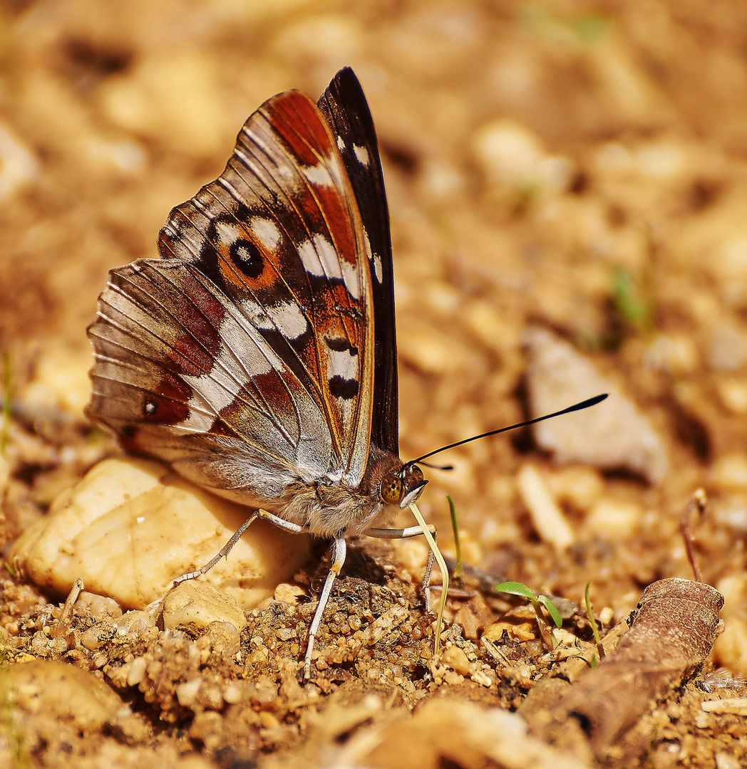 Großer Schillerfalter