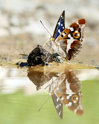 Großer Schillerfalter