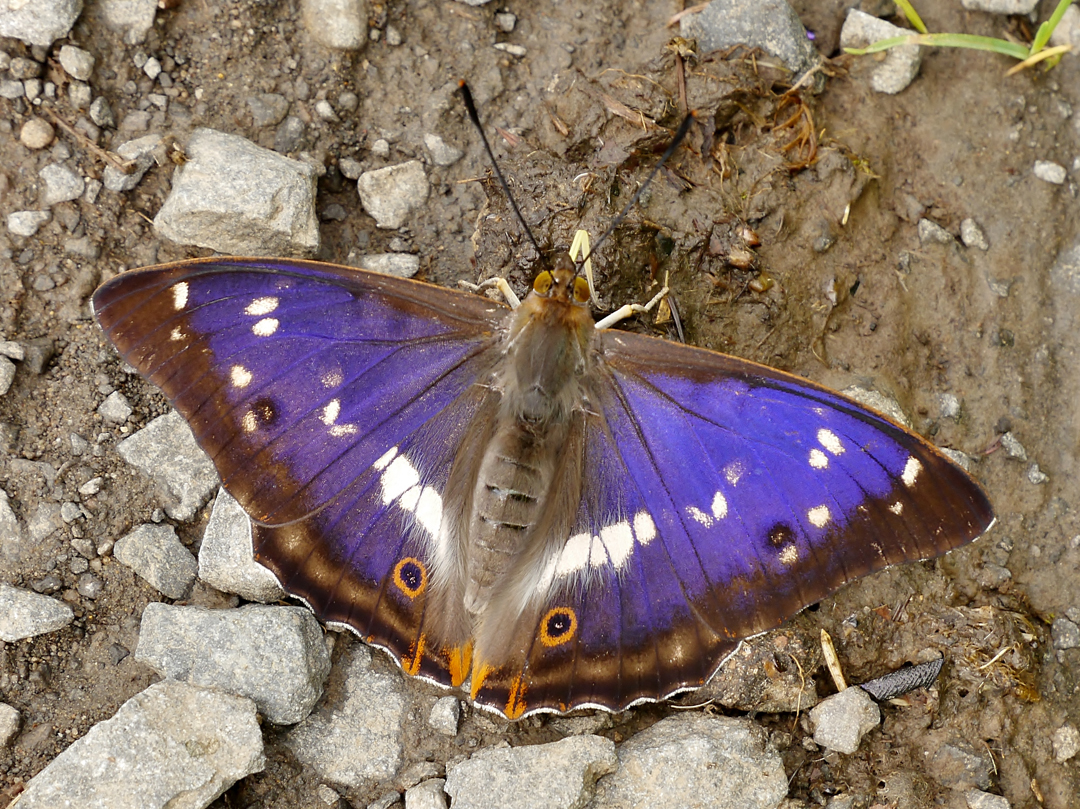 Großer Schillerfalter