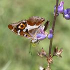 Großer Schillerfalter an der Lupine