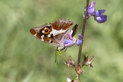 Großer Schillerfalter an der Lupine