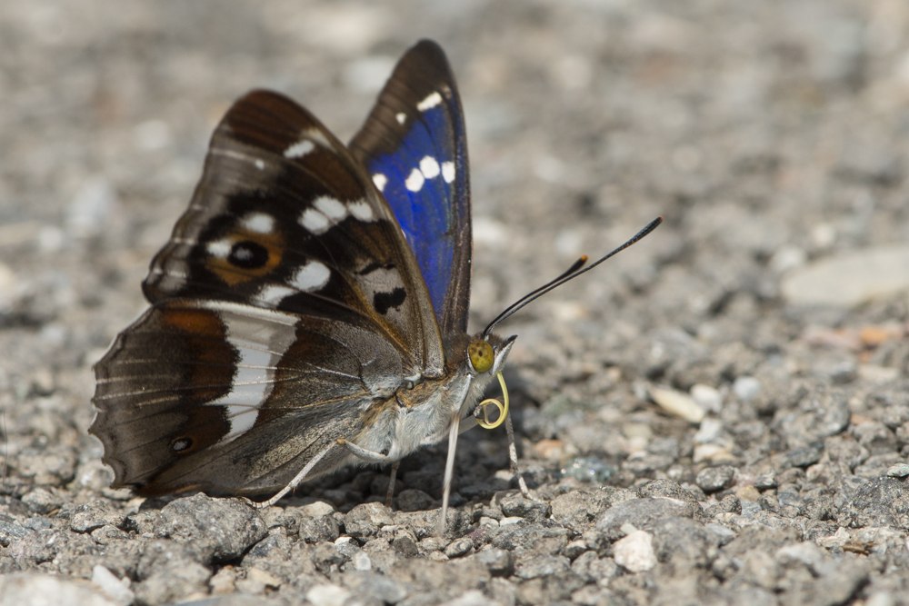 Grosser Schillerfalter - Apatura iris