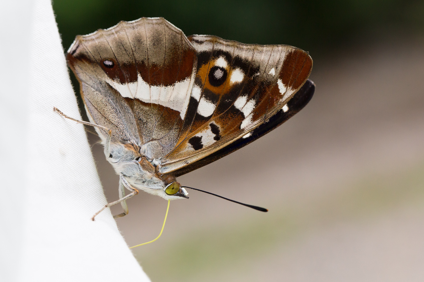 Großer Schillerfalter (Apatura iris)