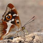 Großer Schillerfalter (Apatura iris)