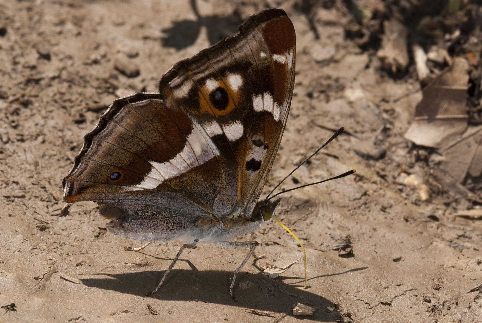 Großer Schillerfalter (Apatura iris)