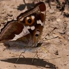 Großer Schillerfalter (Apatura iris)