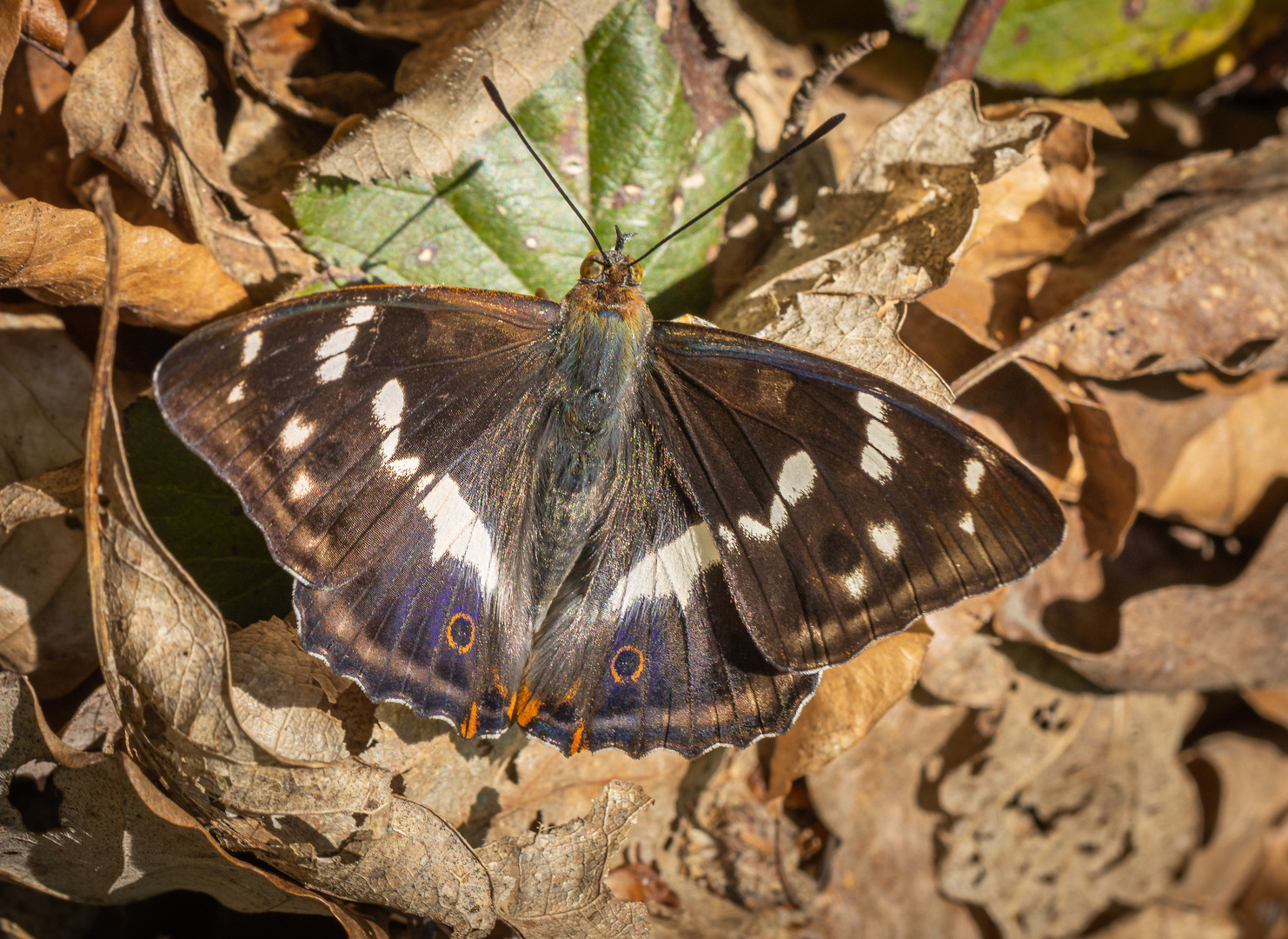 Großer Schillerfalter (Apatura iris)