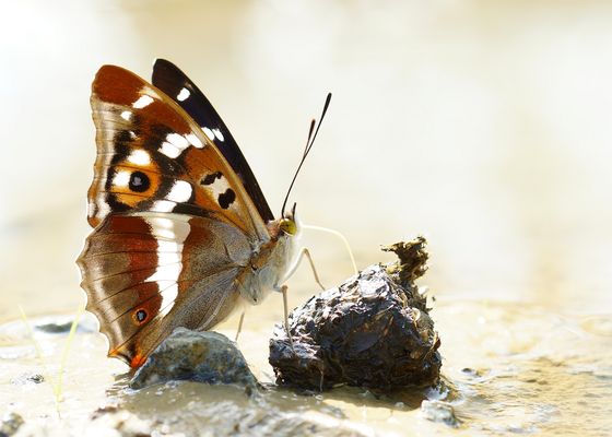 Großer Schillerfalter Apatura iris