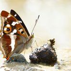 Großer Schillerfalter Apatura iris