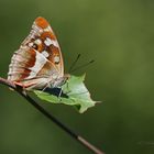 Großer Schillerfalter (Apatura iris)