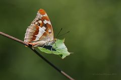 Großer Schillerfalter (Apatura iris)