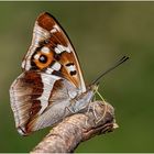 Großer Schillerfalter (Apatura iris) ...