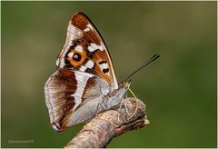 Großer Schillerfalter (Apatura iris) ...