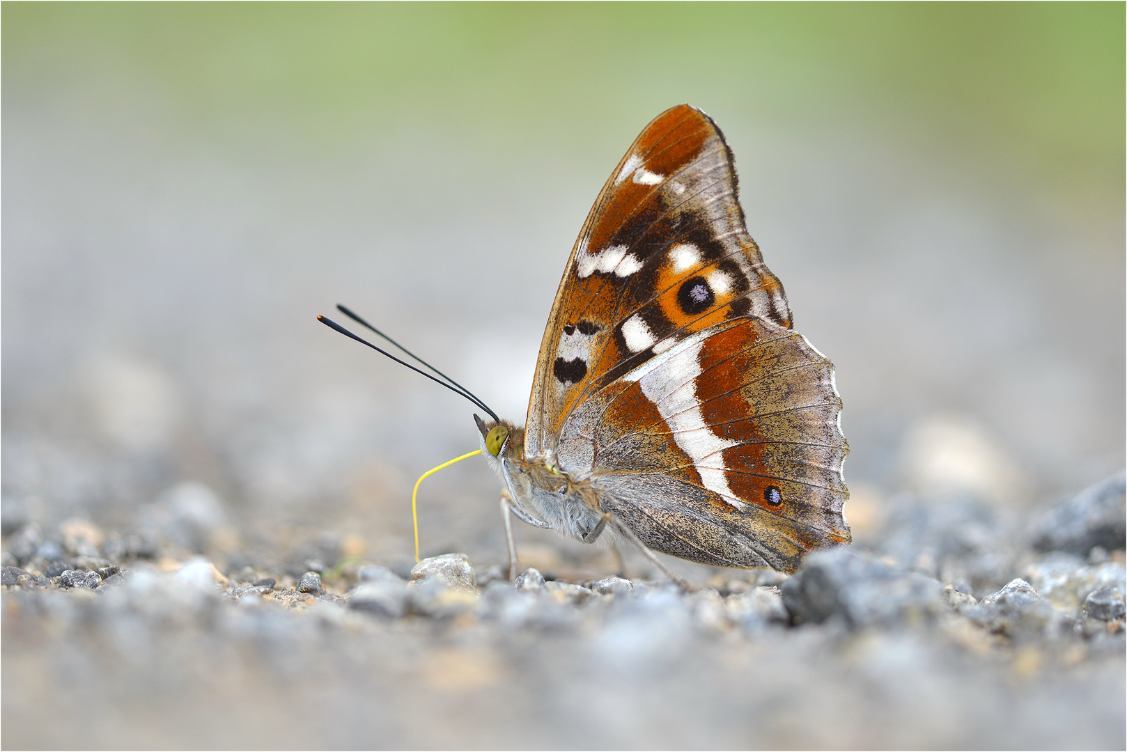 Großer Schillerfalter (Apatura iris)