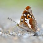 Großer Schillerfalter (Apatura iris)