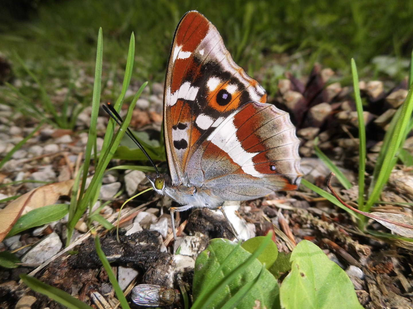 Großer Schillerfalter (Apatura iris)