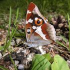 Großer Schillerfalter (Apatura iris)