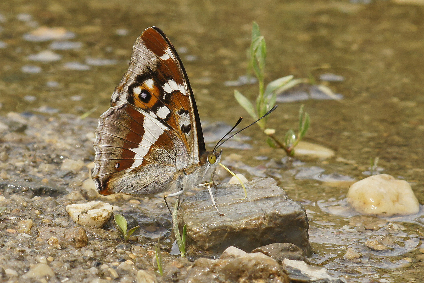 Großer Schillerfalter (Apatura iris) an der Tränke