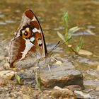 Großer Schillerfalter (Apatura iris) an der Tränke