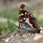 Großer Schillerfalter - Apatura iris -