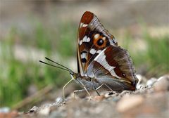 Großer Schillerfalter - Apatura iris -