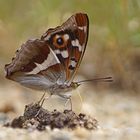 Großer Schillerfalter (Apatura iris)