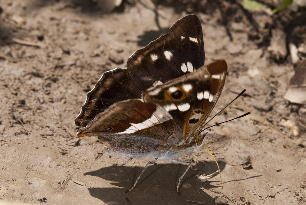 Großer Schillerfalter (Apatura iris) beim Rüsseln.