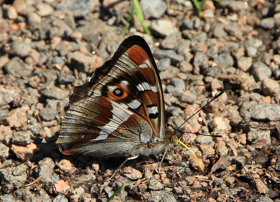 Großer Schillerfalter  (Apatura iris)