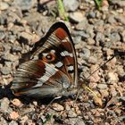 Großer Schillerfalter  (Apatura iris)