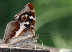 Großer Schillerfalter - Apatura iris