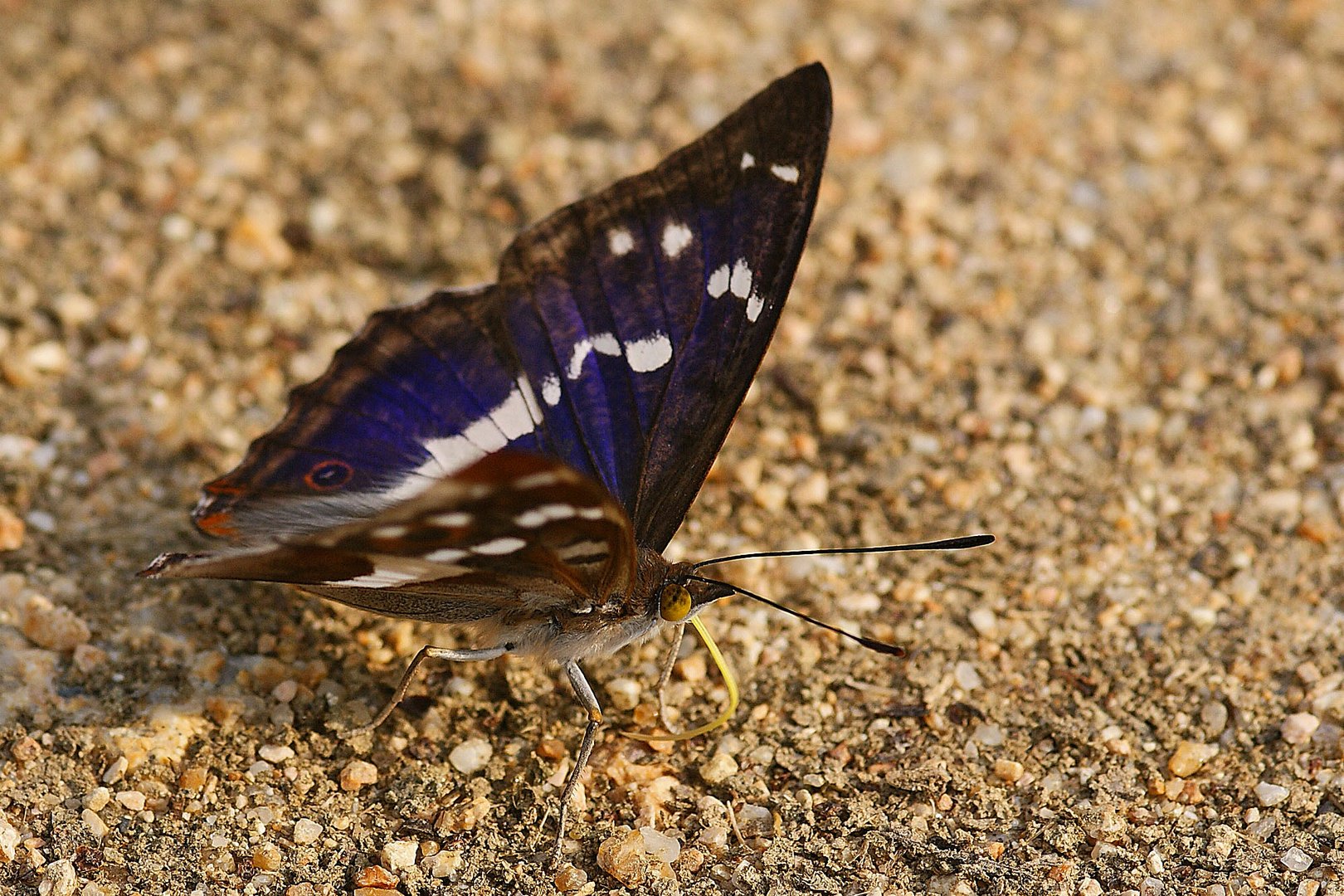 Großer Schillerfalter (Apatura iris) der verzweifelt nach etwas Feuchtigkeit Rüsselt