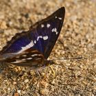 Großer Schillerfalter (Apatura iris) der verzweifelt nach etwas Feuchtigkeit Rüsselt