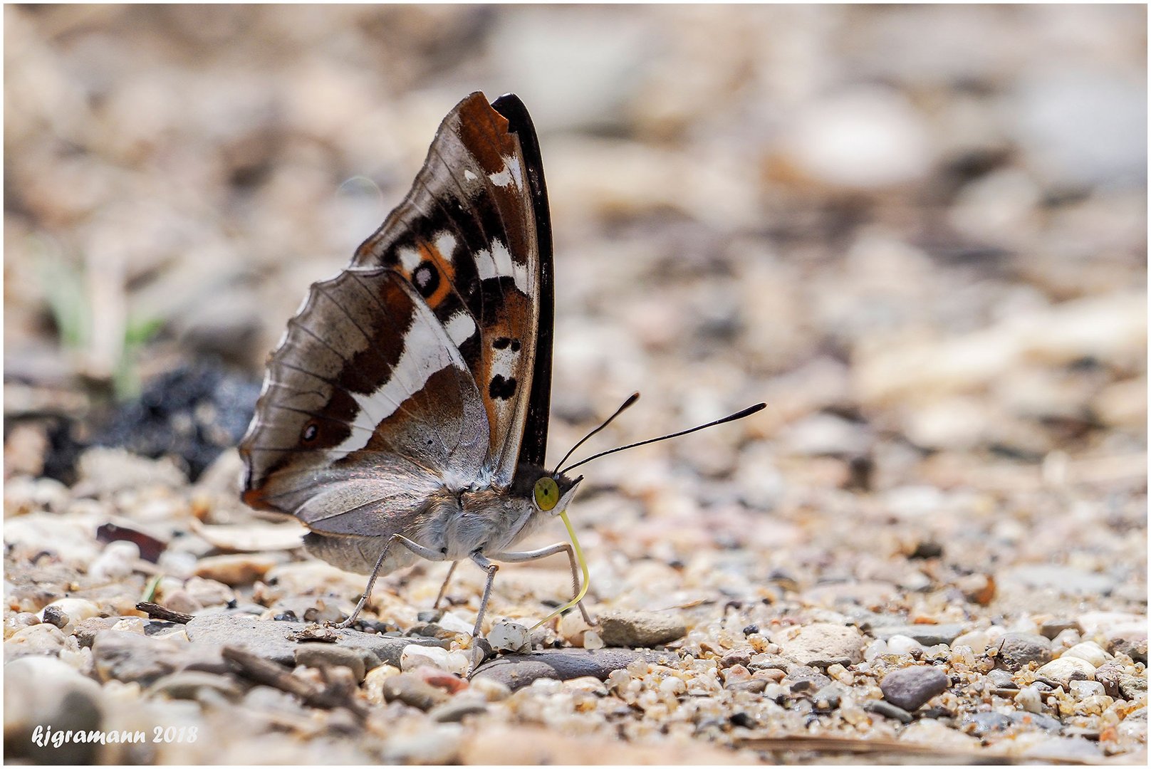 großer schillerfalter (apatura iris) ......