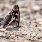 großer schillerfalter (apatura iris) ......